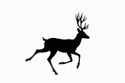 Majestic Deer Antler Collection, an Illustration by Designs_River (Thumbnail 4 of 7)