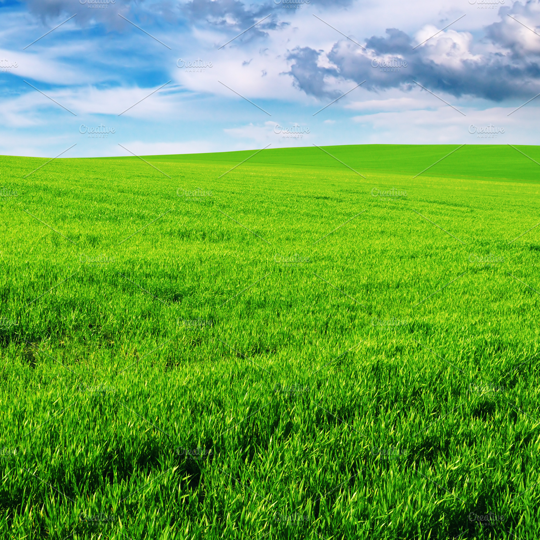 meadow, a Nature Photo by Serg64