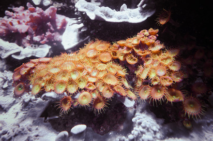 Sea anemones on a rock, an Animal Photo by GoodGoods