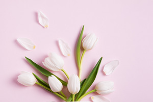 Tulip Design