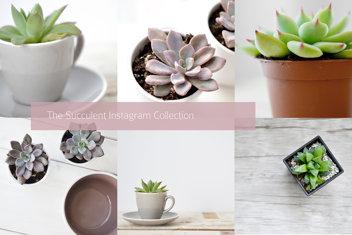 Succulent-Themed Instagram Collectio, a Social Media Template by Greenleaf Images (Photo 1 of 4)