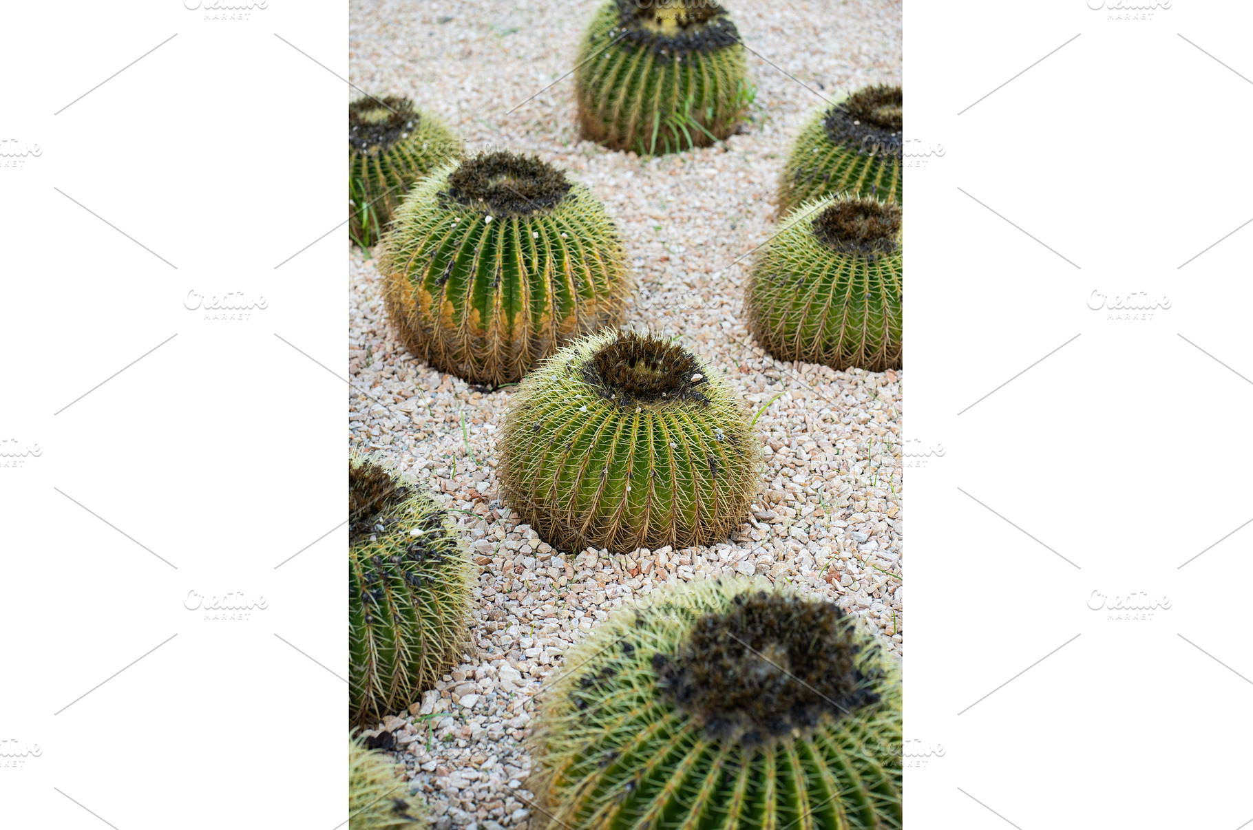 Golden barrel cacti growing in arid, a Nature Photo by volodymyrshtun13795