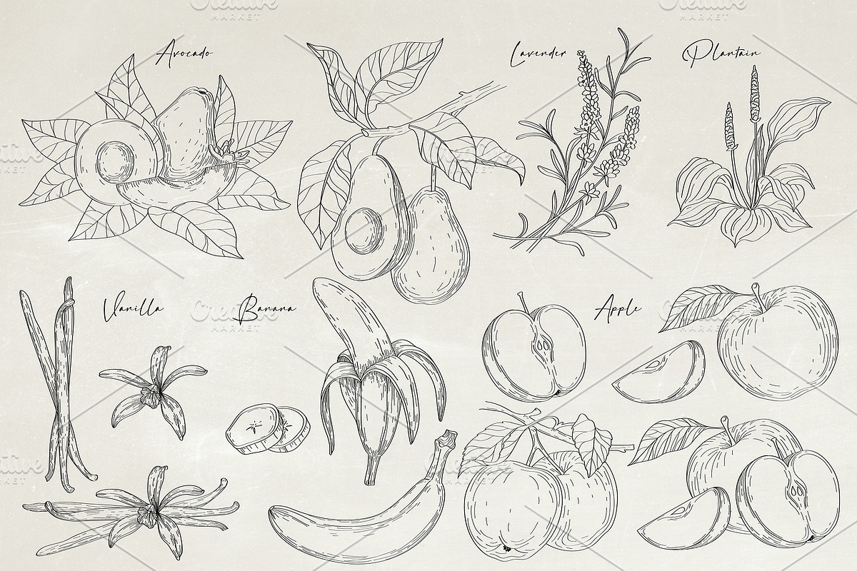 Herbs & Fruits hand drawn collection, an Object Illustration by Garden in frame (Photo 5 of 9)