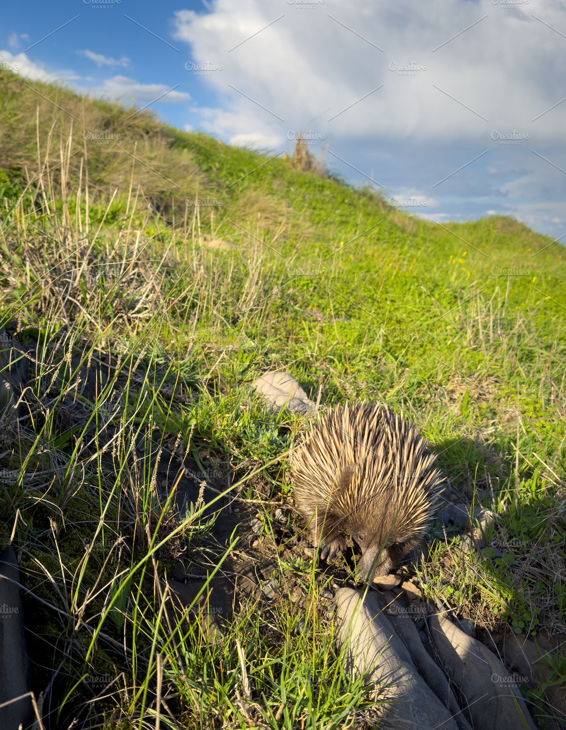 Wild Echidna In Field, an Animal Photo by THP Creative