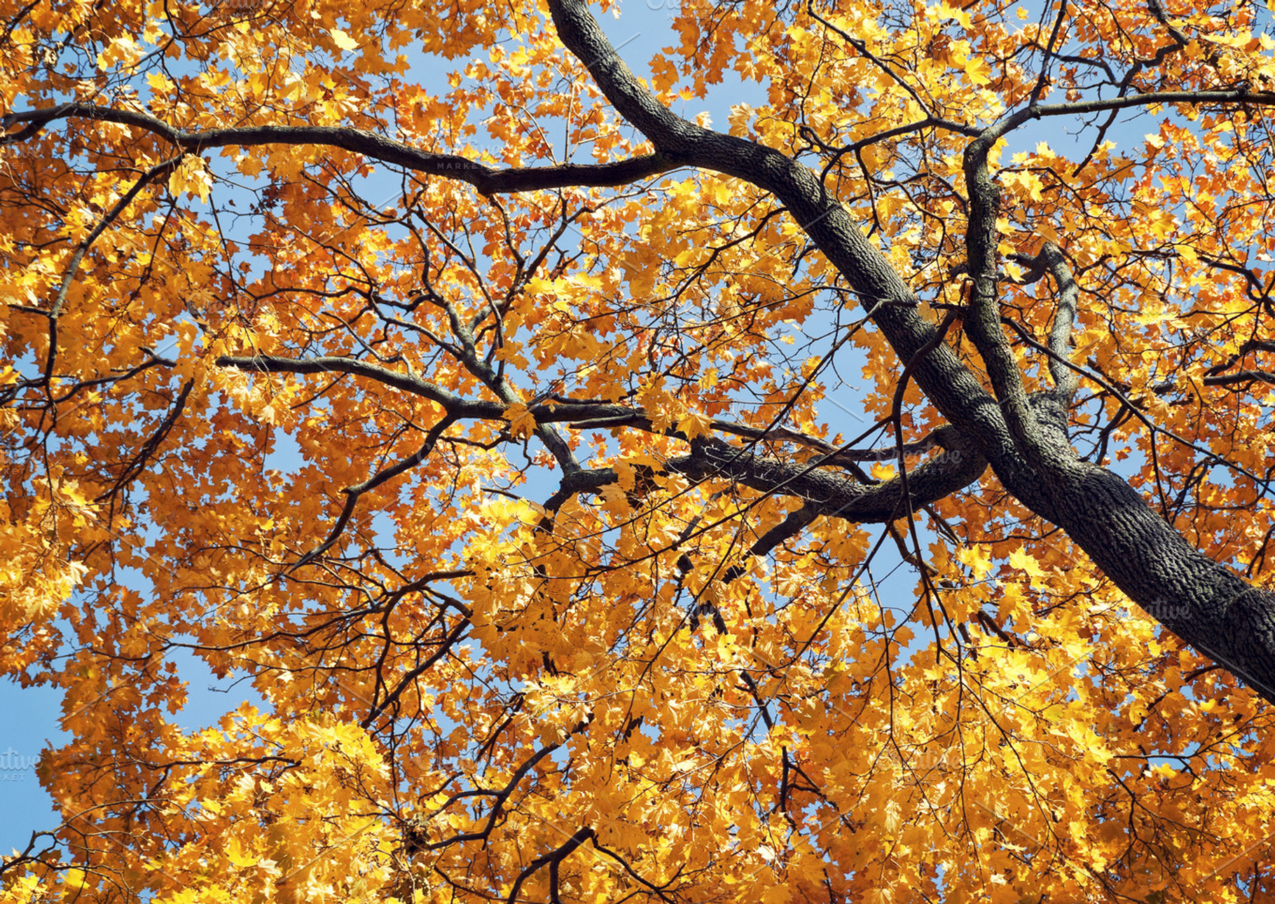 Yellow maple tree in autumn, a Nature Photo by BOOCYS