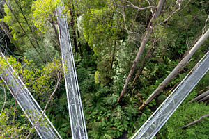 Treetop walk in eucalyptus forest, Great Otway National Park, Au, an Architecture Photo by GoodGoods