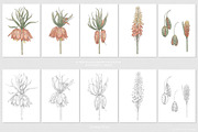 Exotic Flowers Patterns&Motifs, a Pattern Graphic by Alisa Fimen Design (Thumbnail 10 of 10)