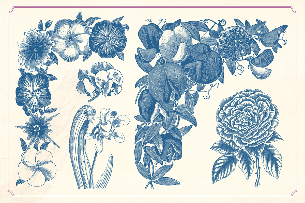Vintage Flower Illustrations, a Decorative Illustration by Mr Vintage (Photo 5 of 13)
