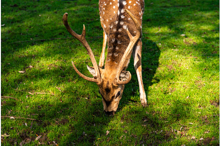 Young male deer in a meadow, a Textures & Material 3D Model by MadPhotos