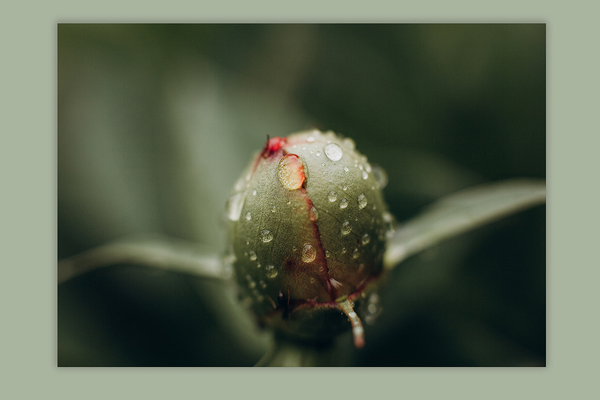 Spring macro collection, a Nature Photo by akovtun (Photo 5 of 7)
