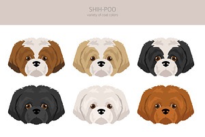 Shih Poo Shih Tzu Poodle Mix