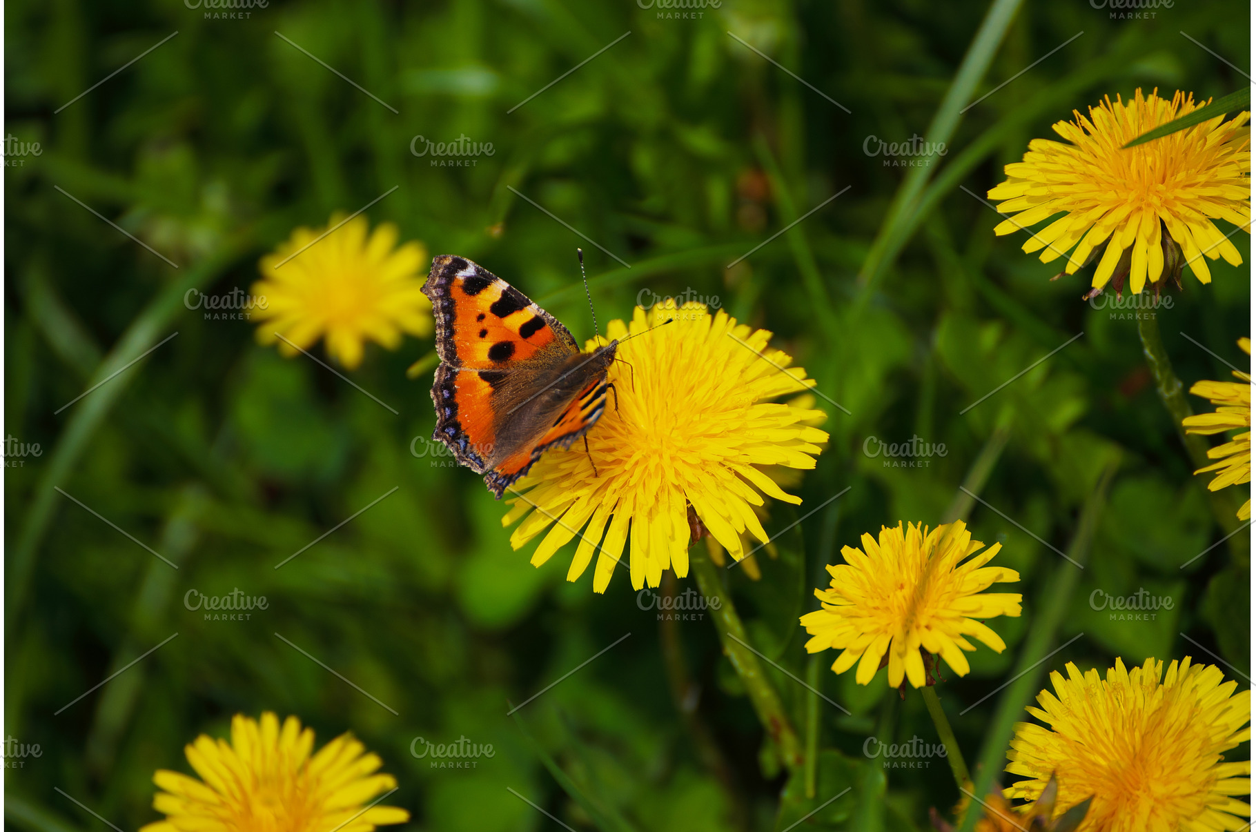Dandelion flower meadow with, a Nature Photo by Nature and travel