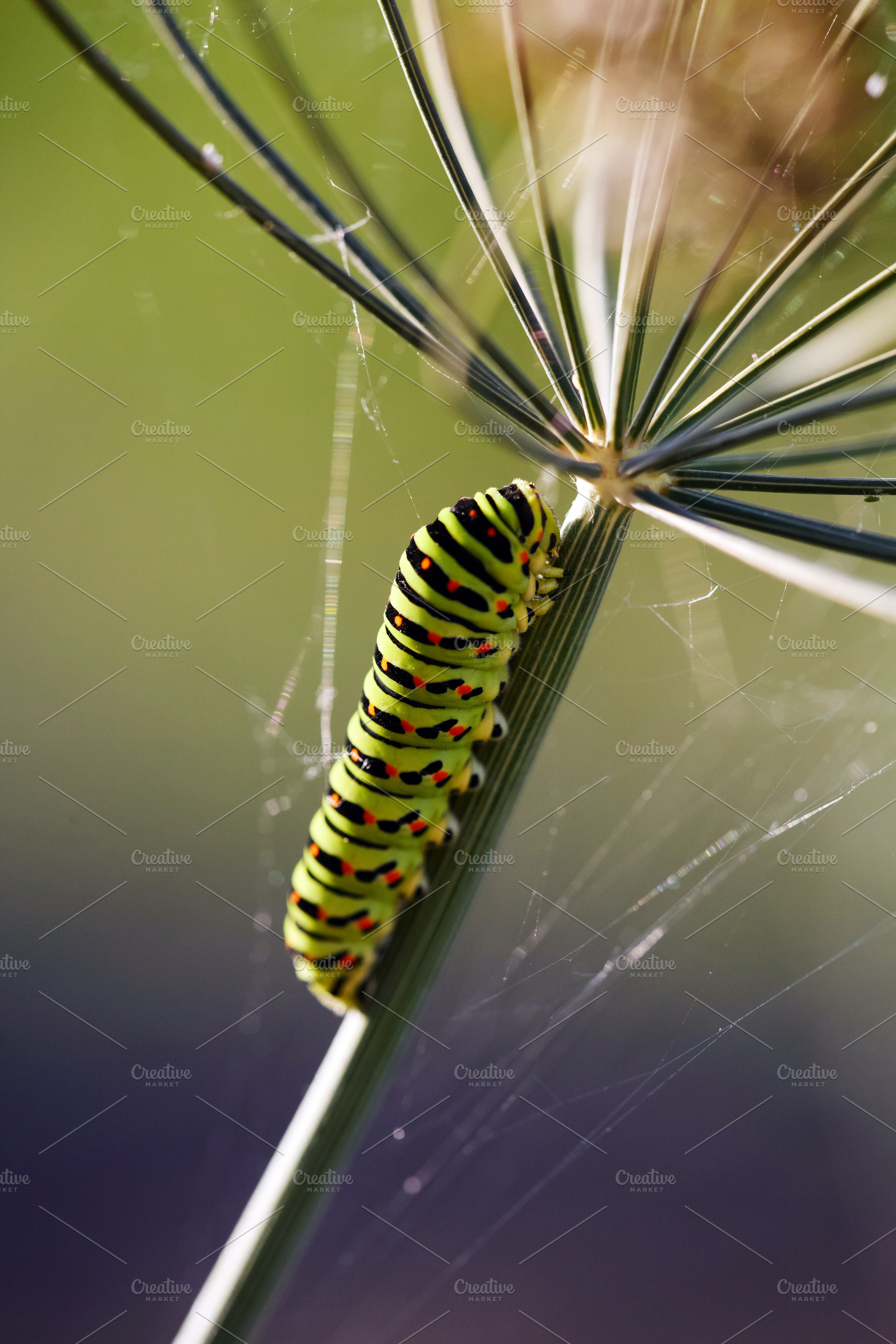 Macro shot of an Old World swallowtail caterpillar sitting on a dill plant stem, an Animal Photo by Rohan Photography