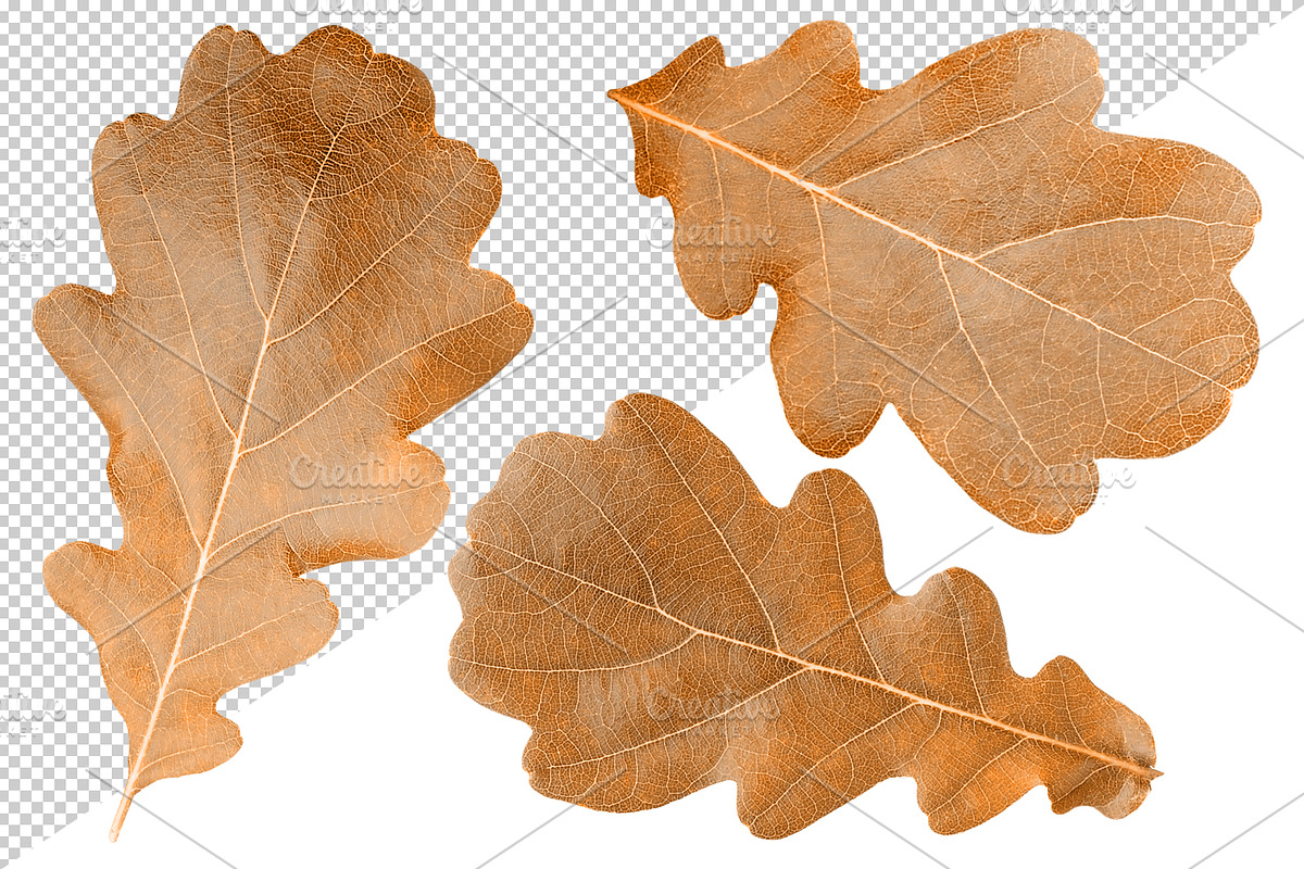Oak tree leaves and acorns, an Object Graphic by Fruits+Veggies (Photo 8 of 11)