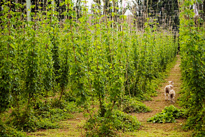 Lambs in Hops, a Nature Photo by THP Creative