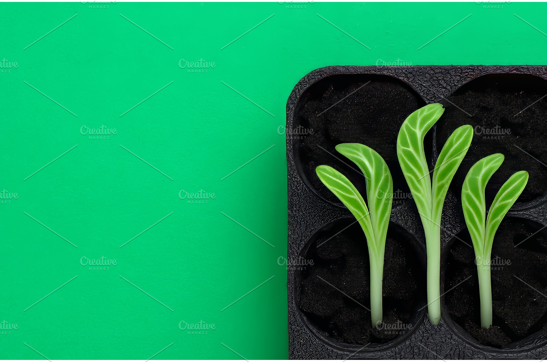 A light green background serves as, a Nature Photo by ZinetroN