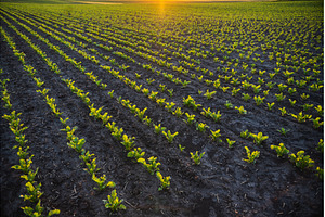 Beetroot field at golden hour in, a Nature Photo by volodymyrshtun13795
