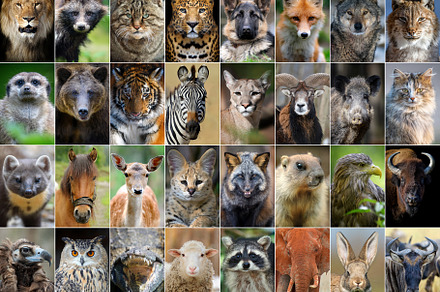 Close up collage of 32 portraits of animals, a Background Photo by Byrdyak