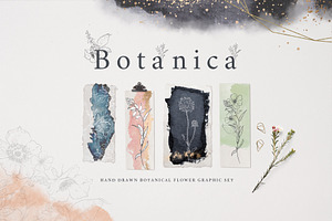 Botanical Graphic Collection