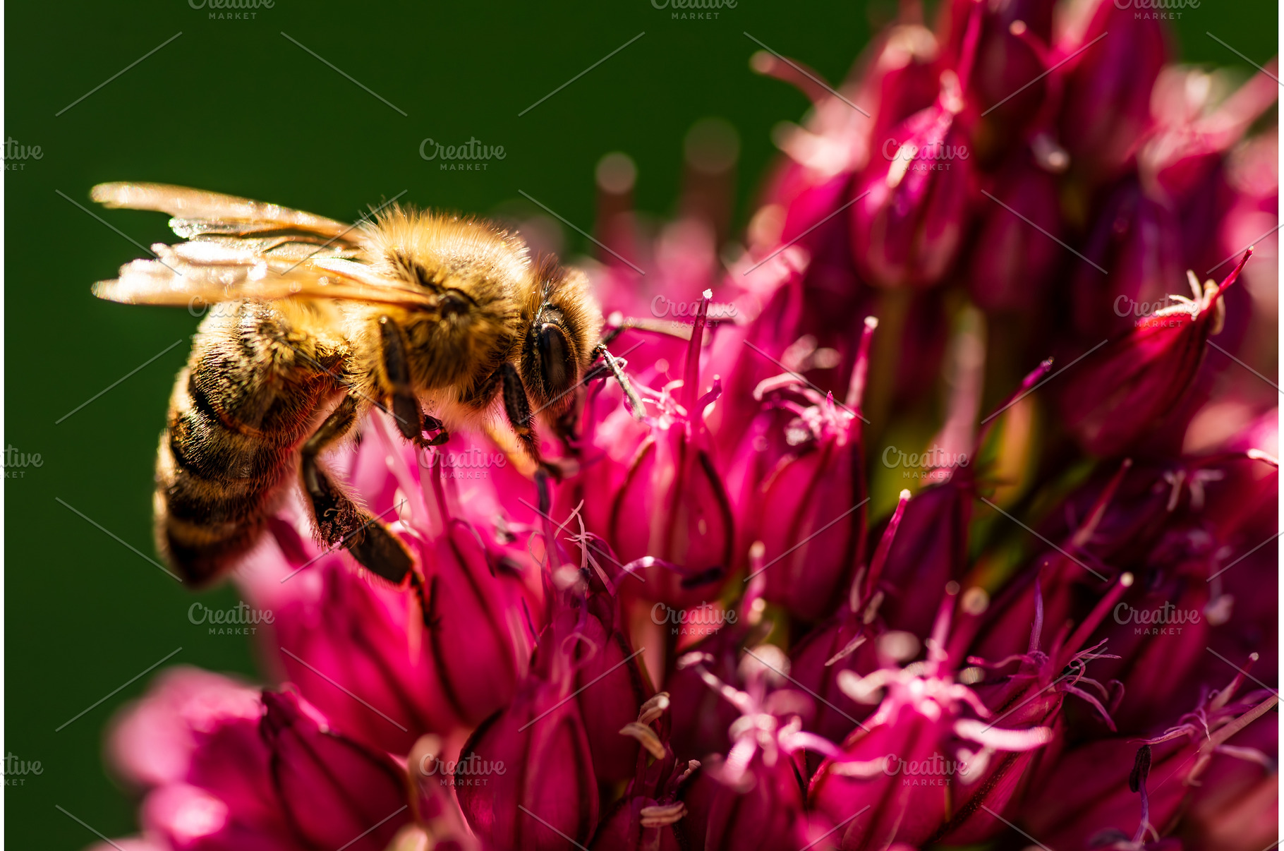 Honey Bee on flower Close up, an Animal Photo by MadPhotos