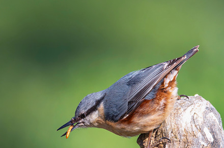 Eurasian nuthatch perching on a log with a mealworm in its beak., an Animal Photo by CreativePhotoSpain