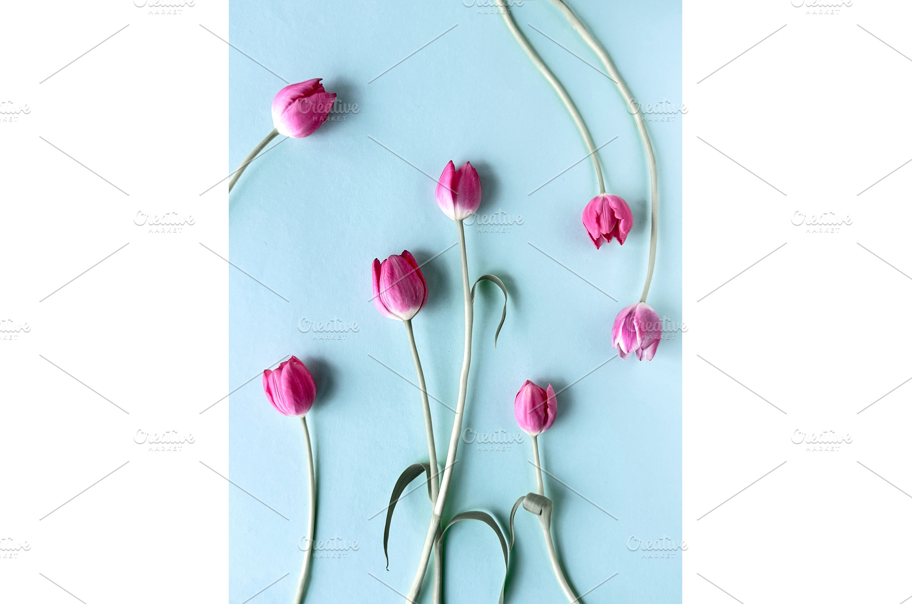 Pink tulip flowers with long stems, a Photo by tilialucida