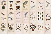 Complete Natural History of Reptiles, an Animal Illustration by Dene Studios (Thumbnail 10 of 11)