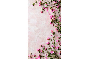 Pink wildflowers arranged on, a Background Photo by Lermont51
