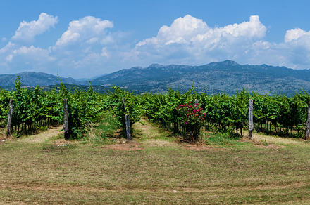 Vineyards in Montenegro, a Nature Photo by Photostock