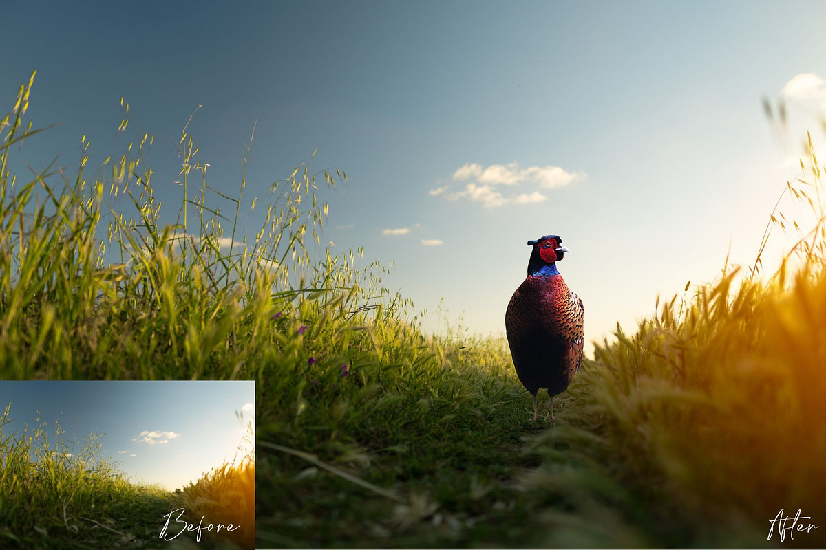 Pheasant Photoshop Overlays, an Object Graphic by Prestige Photography