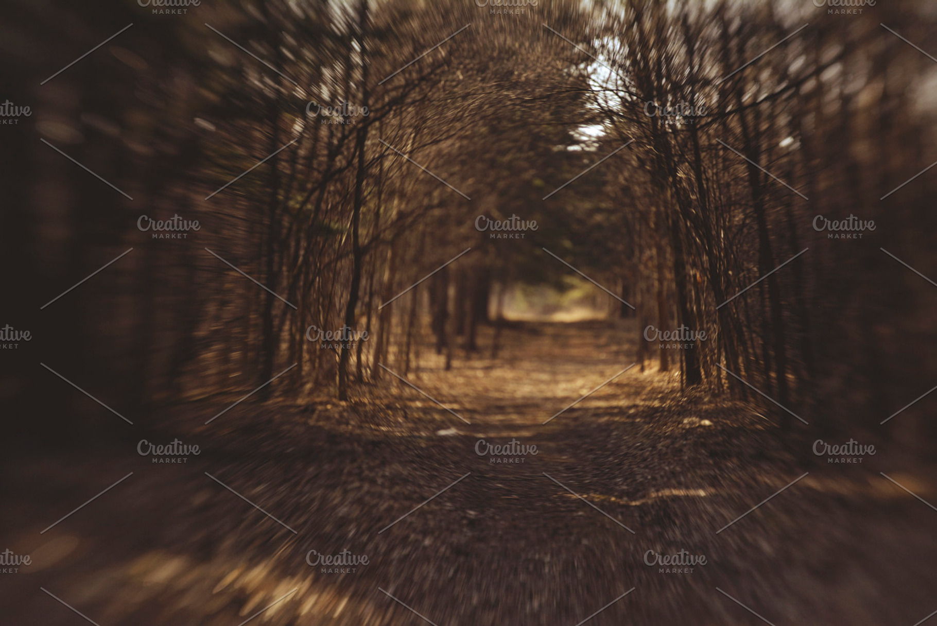 Woodland Path