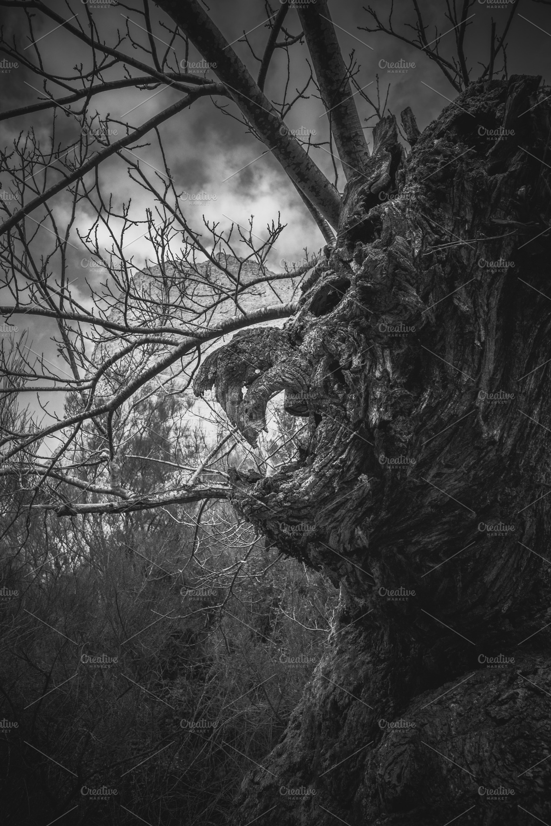 Creepy tree stock photo containing background and creepy, a Nature ...