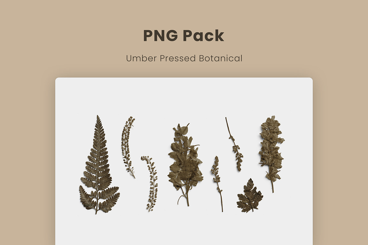 Umber Pressed Botanical PNG, an Object Graphic by Custom Scene (Photo 8 of 8)
