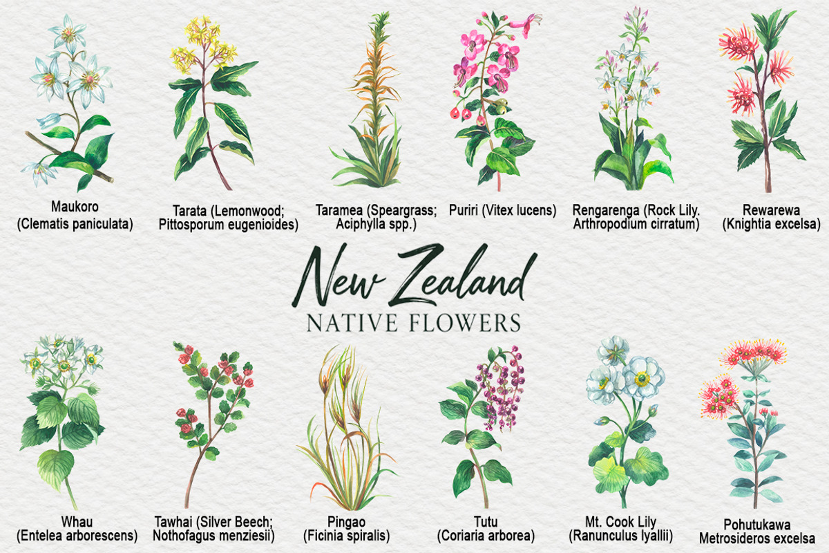 New Zealand native flowers, a Decorative Illustration by FITALARTSNEDIGI (Photo 3 of 6)