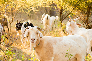 Goats, an Animal Photo by THP Creative