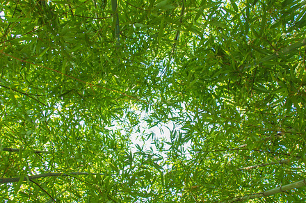 Ferns featuring fern, ferns, and leaves preview 6