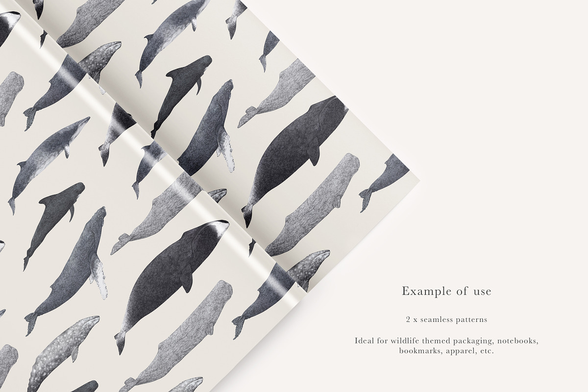 Ocean Species Set - Hand-drawn PNGs, an Animal Illustration by LaurenFittonIllustration (Photo 7 of 10)