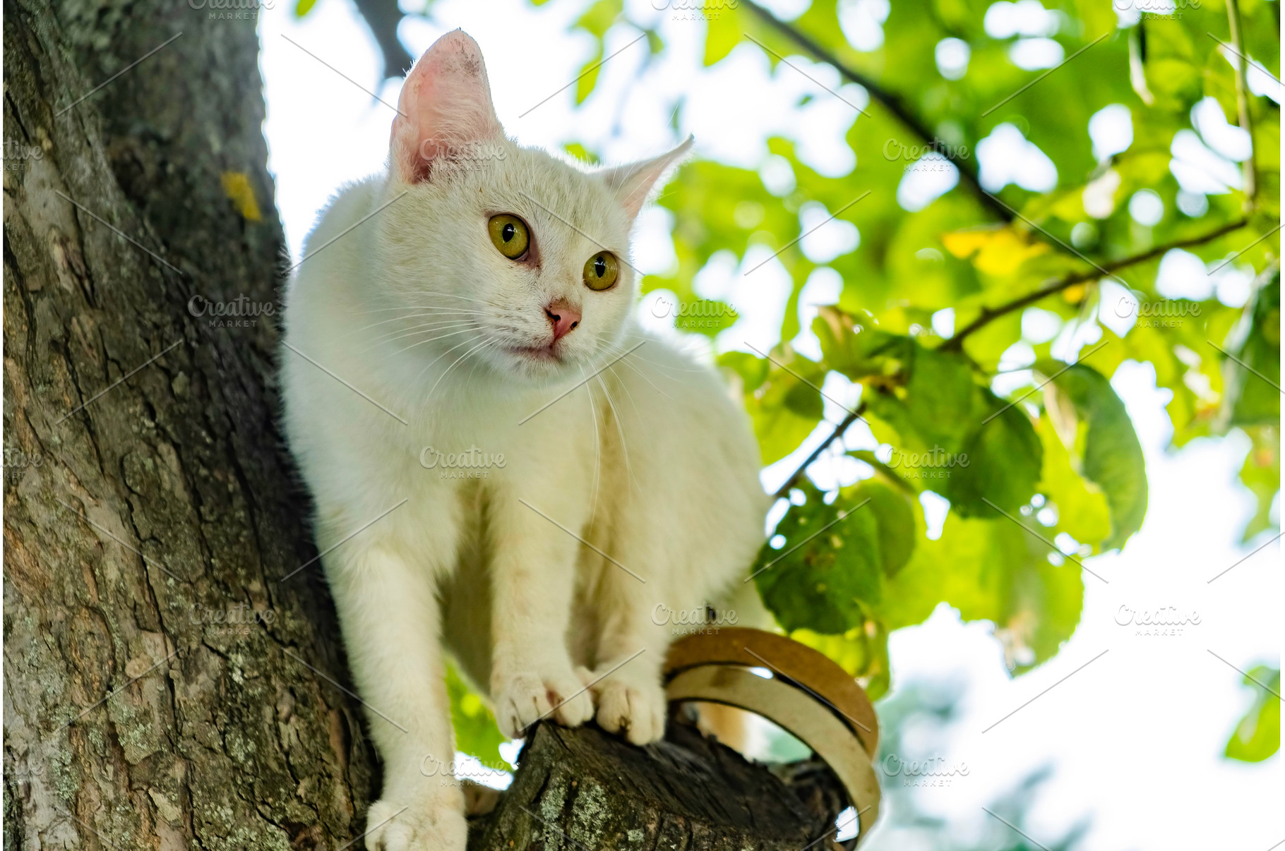 White cat on a tree hunting for a, an Animal Photo by MadPhotos