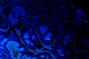 20 lazurite textures 64 Megapixel, a Texture Graphic by tkdesign (Thumbnail 12 of 21)