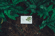 Foliage Frames Vol. 1 - Mockups, a Print Template by Wild Joy Studios (Thumbnail 2 of 6)