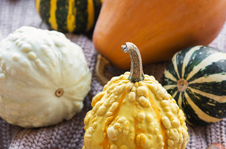 A rustic autumn still life with pumpkins, a Food & Drink Photo by Olena Rudo