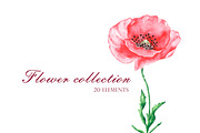 Blooming flowers watercolor clipart., an Illustration by SabinaWatercolorArt (Thumbnail 8 of 8)