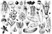 Ultimate vegetables set, a Food Illustration by handsketched (Thumbnail 9 of 19)
