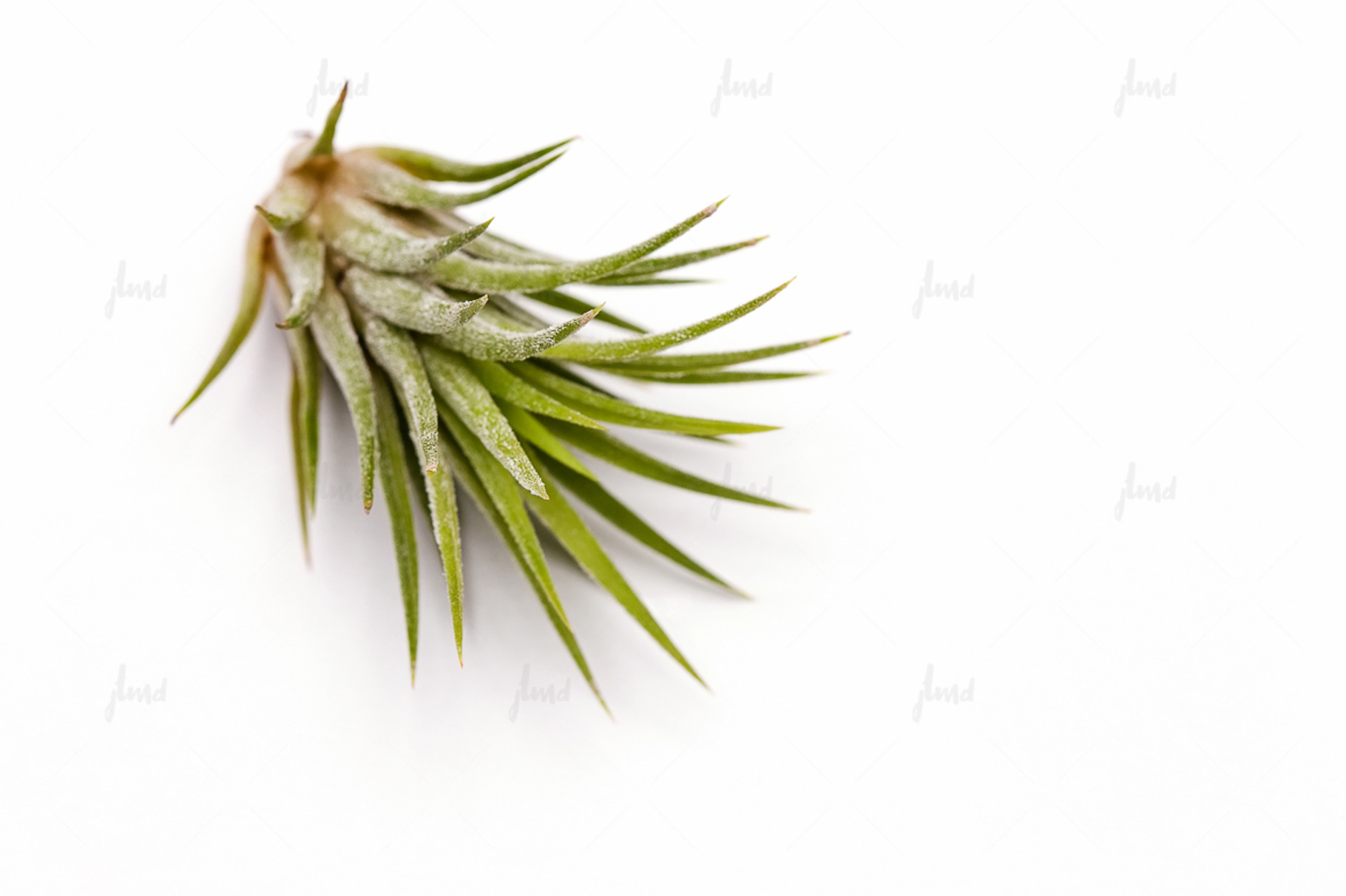 Tillandsia ionantha air plant  ♥ containing air plant, tillandsia ionantha, a Nature Photo by JustLikeMyDesktop