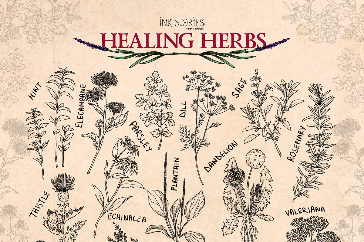 Healing Herbs * Botanical Bundle, a Healthcare Illustration by Ink Stories (Photo 3 of 13)