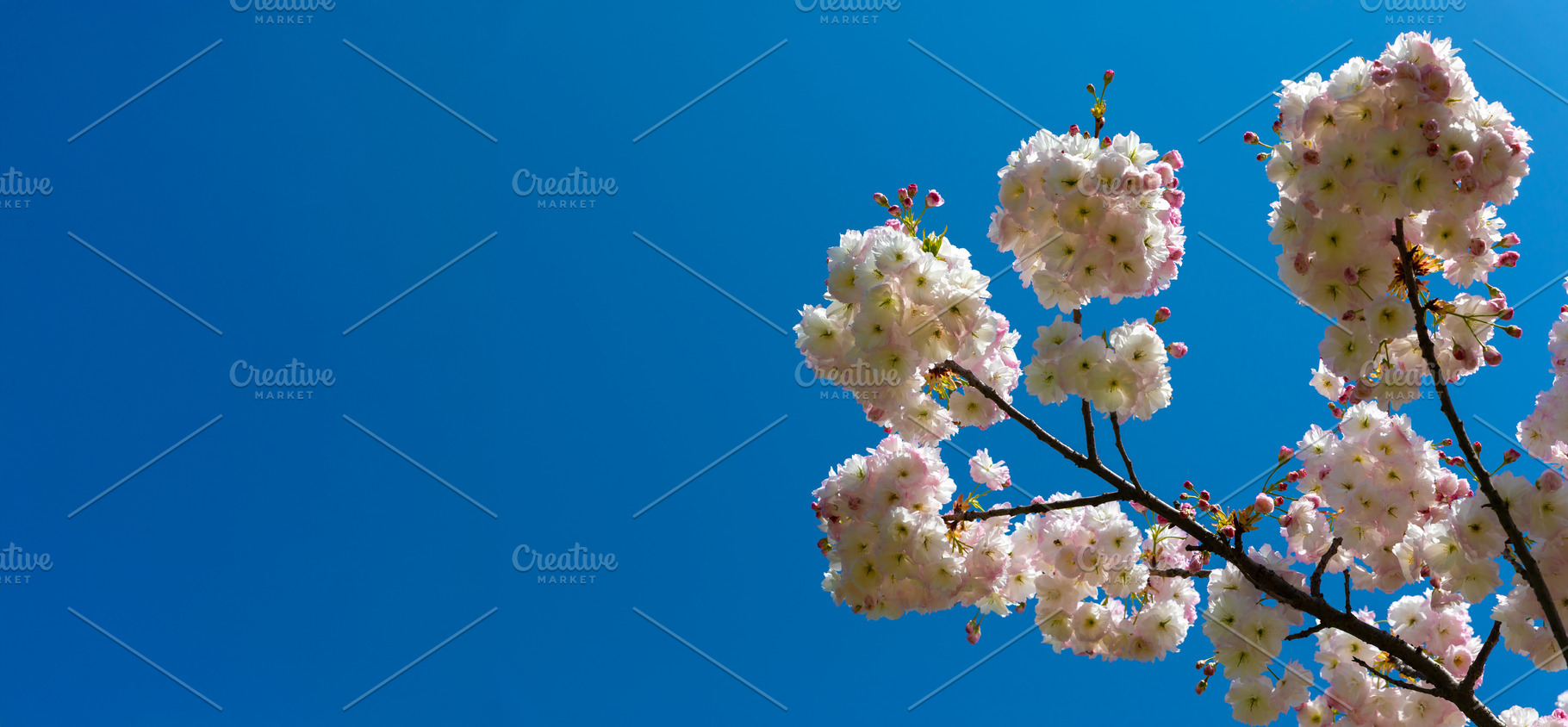 White cherry blossoms bloom on tree branches set against a vibra, a Nature Photo by Ales Munt