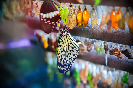 life cycle of butterfly, an Animal Photo by ariadna de raadt