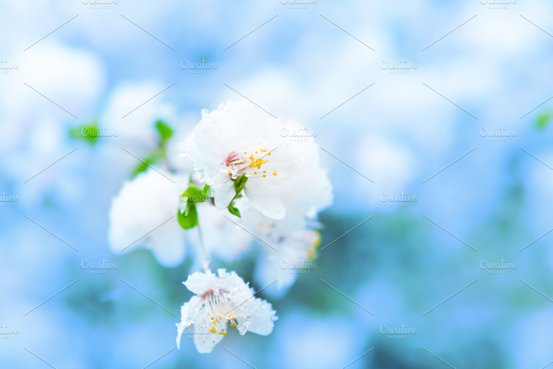 White flowers of branch cherry tree, a Nature Photo by Vapi