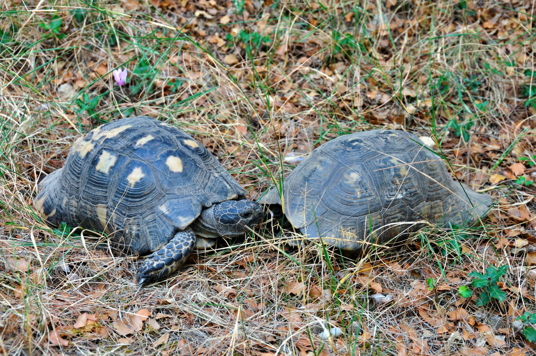 Forest Turtles, an Animal Photo by sirylok | Creative Market