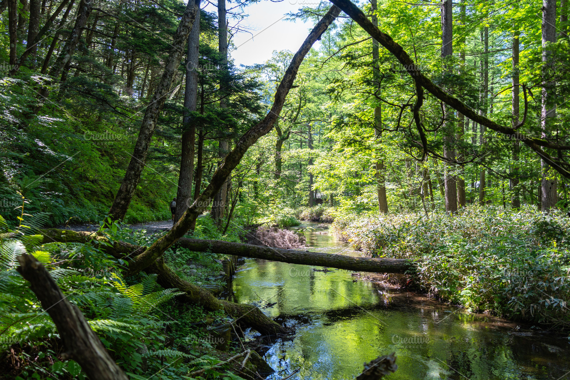 Gokusama wetlands and forest reflections in Kamikochi, Japan, a Nature Photo by GoodGoods